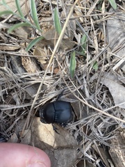 Phanaeus triangularis