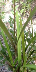 Encyclia altissima