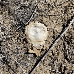 Bothriocyrtum californicum