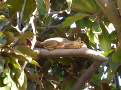 Sciurus niger