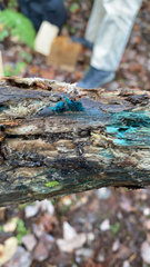 Chlorociboria aeruginascens