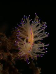 Unidentia aliciae