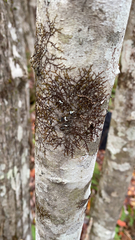 Frullania eboracensis