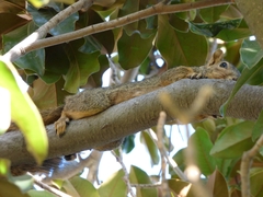 Sciurus niger