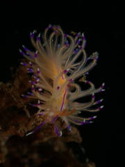 Unidentia aliciae