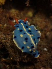Hypselodoris festiva