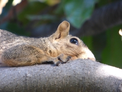 Sciurus niger