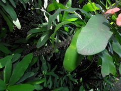 Euphorbia milii