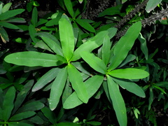 Euphorbia milii