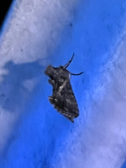 Ctenoplusia oxygramma