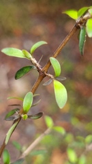 Coprosma colensoi