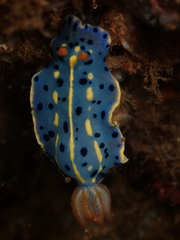 Hypselodoris festiva