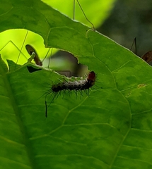 Xanthodes transversa