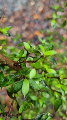 Coprosma colensoi