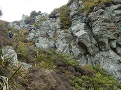 Menegazzia aeneofusca