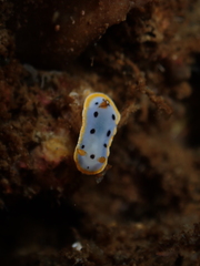 Chromodoris orientalis
