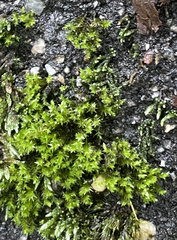 Amblystegium serpens