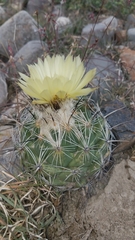 Coryphantha pallida