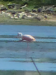 Phoenicopterus ruber