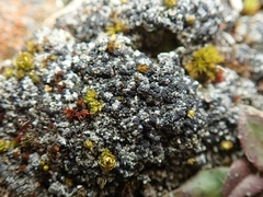 Trapeliopsis colensoi