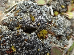 Trapeliopsis colensoi