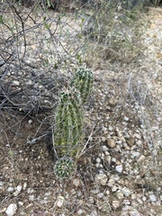 Echinocereus engelmannii fasciculatus