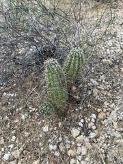 Echinocereus engelmannii fasciculatus