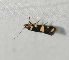 Catadoceta xanthostephana