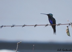 Heliomaster furcifer