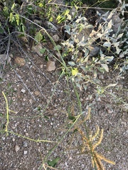 Commicarpus scandens