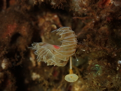 Serpulidae
