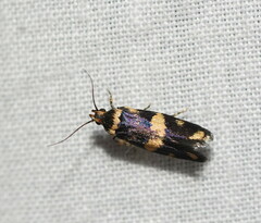 Catadoceta xanthostephana