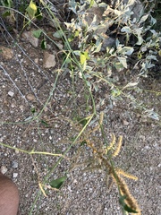 Commicarpus scandens