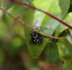 Maratus scutulatus