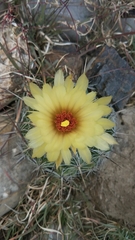 Coryphantha pallida