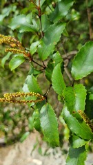 Pterophylla racemosa