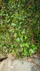 Pterophylla racemosa