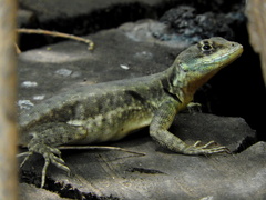 Tropidurus torquatus