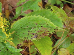 Solidago flexicaulis