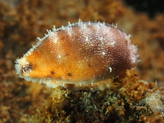 Purpuradusta gracilis