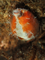 Purpuradusta gracilis