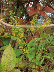 Solidago flexicaulis
