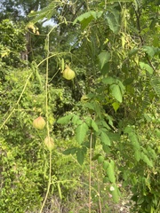 Cardiospermum corindum