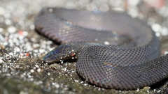 Achalinus formosanus