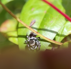 Maratus scutulatus