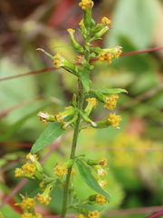 Solidago flexicaulis