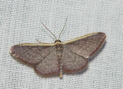 Idaea inversata