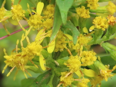 Solidago flexicaulis