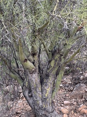 Parkinsonia microphylla