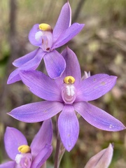 Thelymitra megcalyptra
